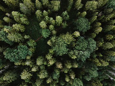 The Forest Through the Trees